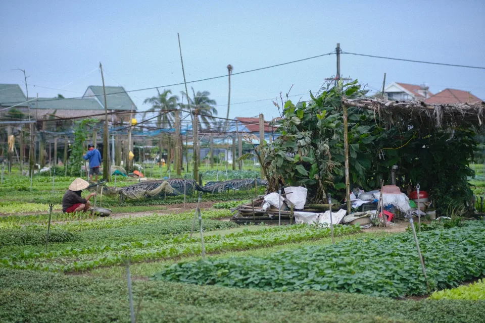 Vườn rau xanh buổi sớm