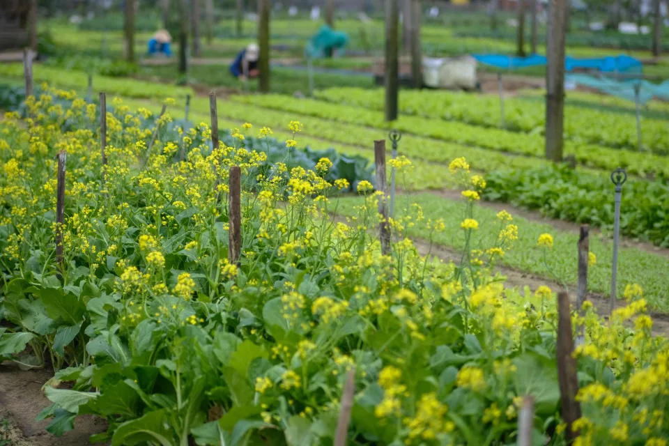 Nông sản nổi bật